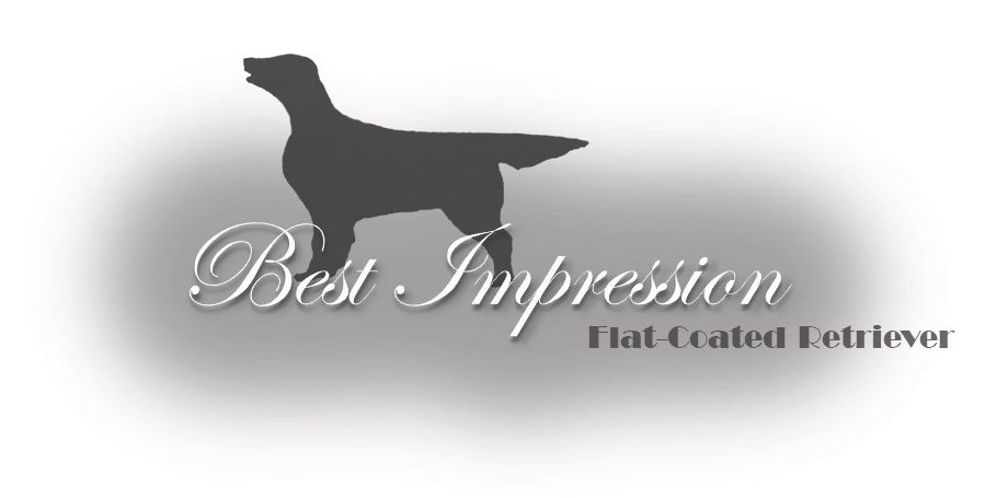 KENNEL BEST IMPRESSION – Flat Coated Retriever